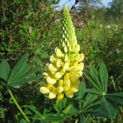 Люпин Кронлеучтер Люпин Кронлеучтер - Dolina-Sad.Ru