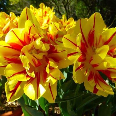 Тюльпан Монселла Тюльпан Монселла фото