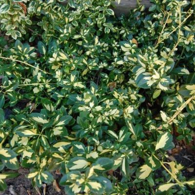 Бересклет Форчуна Санспот Бересклет Форчуна Санспот - Dolina-Sad.Ru