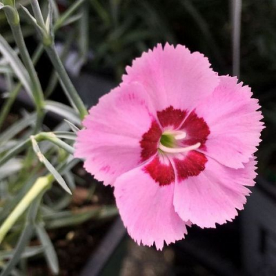 Гвоздика перистая "Дикси Ред Роуз Биколор" фото