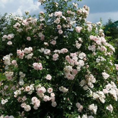 Роза Сван Лейк Роза Сван Лейк - Dolina-Sad.Ru