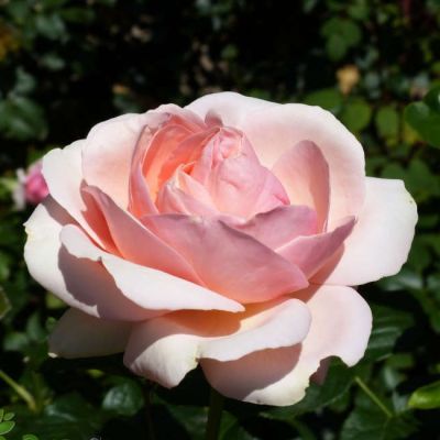 Роза Афродита 1 - Dolina-Sad.Ru