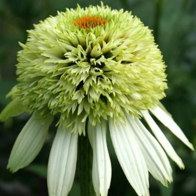 Эхинацея пурпурная Прарайд Блэйз Винтаж Лайм - Dolina-Sad.Ru