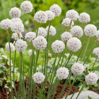 Армерия приморская Армада Уайт фото