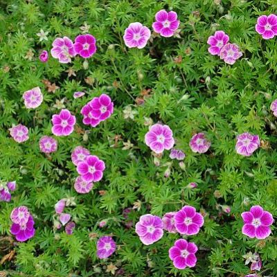 Герань кроваво-красная Эльке Герань кроваво-красная Эльке - Dolina-Sad.Ru