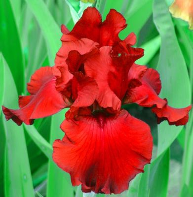 Ирис Рэд Ирис Рэд фото