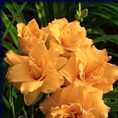 Лилейник Кондилла - Dolina-Sad.Ru