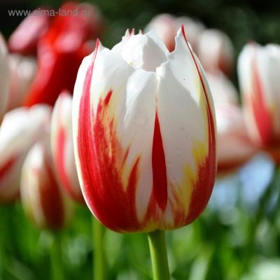 Тюльпан Дженерейшн Тюльпан Дженерейшн фото