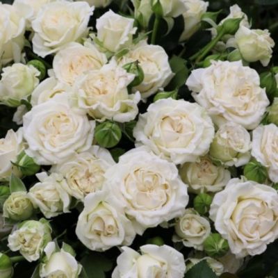 Роза Ильзе Крон Супериор Роза Ильзе Крон Супериор - Dolina-Sad.Ru