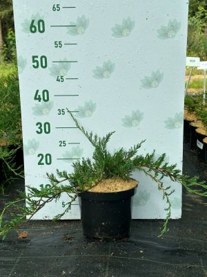 Можжевельник горизонтальный Прострата, С3 - Dolina-Sad.Ru