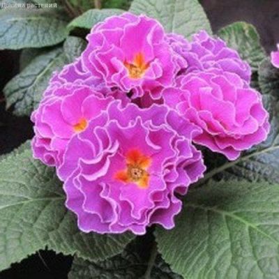 Примула Розанна Розовая F1 махровая Примула Розанна Розовая F1 махровая фото