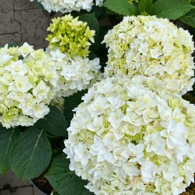 Гортензия крупнолистная Флоренсия Гортензия крупнолистная Флоренсия - Dolina-Sad.Ru