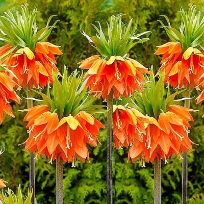 Рябчик Аврора Рябчик Аврора фото