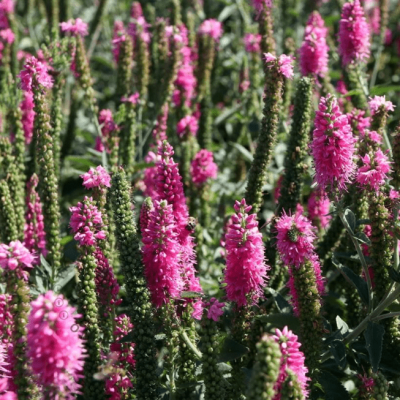 Вероника колосистая Хайдекинд Вероника колосистая Хайдекинд фото