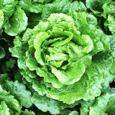 Салат Витаминный Салат Витаминный фото