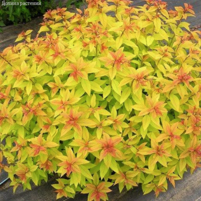 Спирея японская Голдмаунд, С3 - Dolina-Sad.Ru