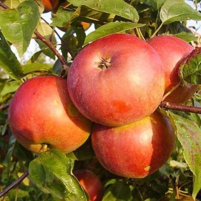 Яблоня Белорусское Сладкое/Зимняя Яблоня Белорусское Сладкое/Зимняя фото