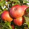 Яблоня Белорусское Сладкое/Зимняя Яблоня Белорусское Сладкое/Зимняя фото