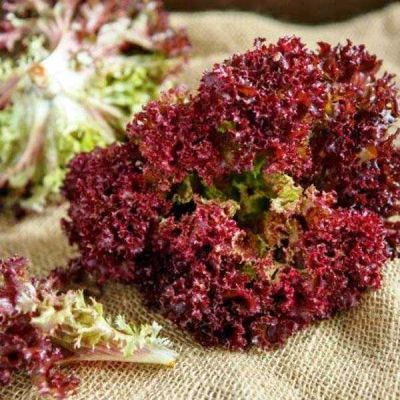 Салат Файер Красный фото