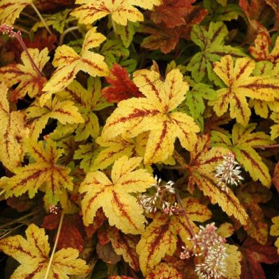 Гейхерелла Санрайз Фолс Гейхерелла Санрайз Фолс - Dolina-Sad.Ru