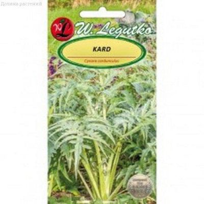 Артишок Бьянко Аворио Артишок Бьянко Аворио фото