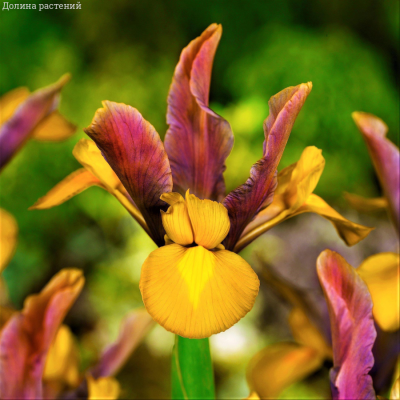 Ирис голландский Бронз/Пурпл Ирис голландский Бронз/Пурпл - Dolina-Sad.Ru