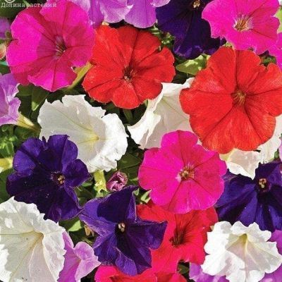 Петуния Палитра крупноцв., смесь Петуния Палитра крупноцв., смесь фото
