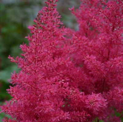 Астильба Арендса Хэви Метал - Dolina-Sad.Ru