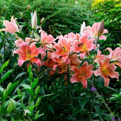 Лилия Зельмира Лилия Зельмира - Dolina-Sad.Ru