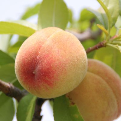 Персик Белый лебедь Персик Белый лебедь - Dolina-Sad.Ru