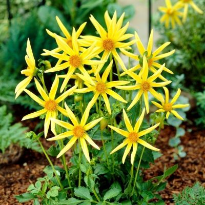 Георгина Хонка - Dolina-Sad.Ru