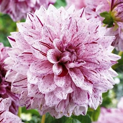 Георгина Пэинтед Герл Георгина Пэинтед Герл фото