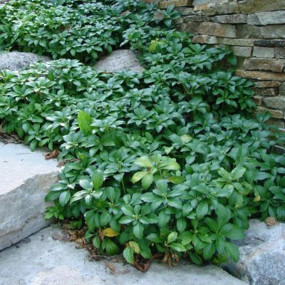 Пахизандра верхушечная Грин Шин Пахизандра верхушечная Грин Шин - Dolina-Sad.Ru