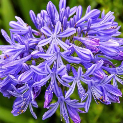 Агапантус Хедберн Гибридс Агапантус Хедберн Гибридс - Dolina-Sad.Ru