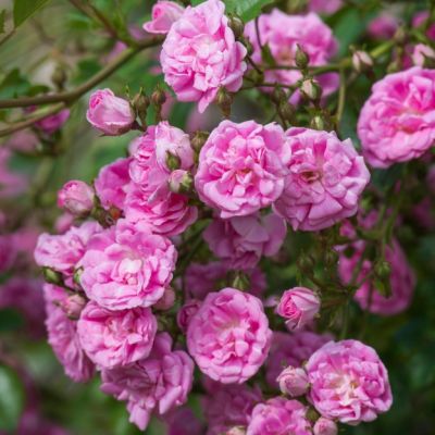 Роза Супер Дороти Роза Супер Дороти - Dolina-Sad.Ru