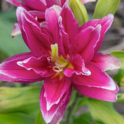 Лилия Роузлили Елена - Dolina-Sad.Ru