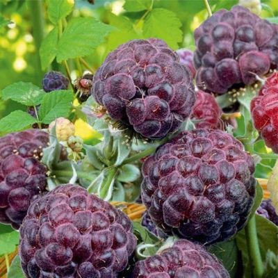 Малина Фиолетовая Глен Кое/Летняя Малина Фиолетовая Глен Кое/Летняя фото