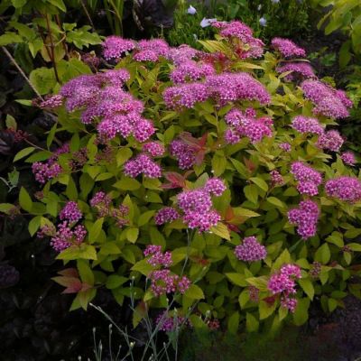 Спирея японская Манон, С3 Спирея японская Манон, С3 - Dolina-Sad.Ru