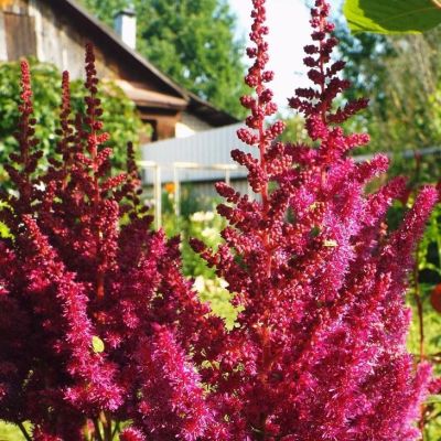 Астильба китайская Кардинал - Dolina-Sad.Ru
