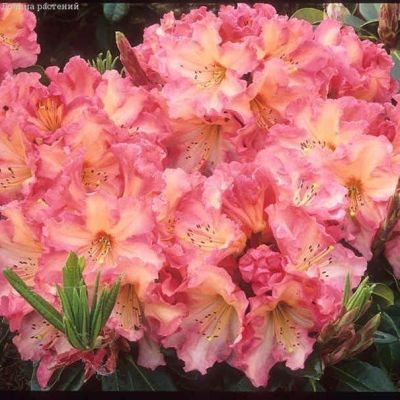 Рододендрон Оранжина Рододендрон Оранжина фото