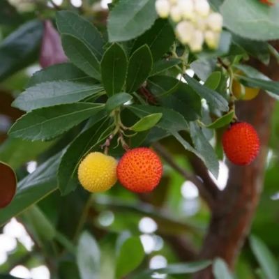 Земляничное дерево Кобра Земляничное дерево Кобра - Dolina-Sad.Ru