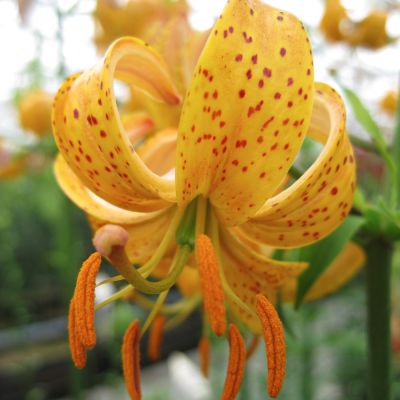 Лилия Террэйс Сити Лилия Террэйс Сити - Dolina-Sad.Ru