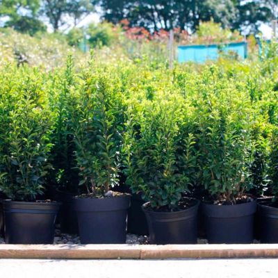 Бересклет японский Джон Хьюз Бересклет японский Джон Хьюз - Dolina-Sad.Ru