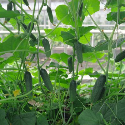 Огурец Алекс F1 (Голландия) фото