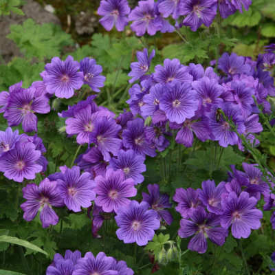 Герань великолепная Герань великолепная фото