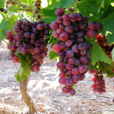 Виноград Свенсон Ред Виноград Свенсон Ред фото