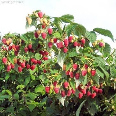 Малиновое дерево Таруса Малиновое дерево Таруса фото