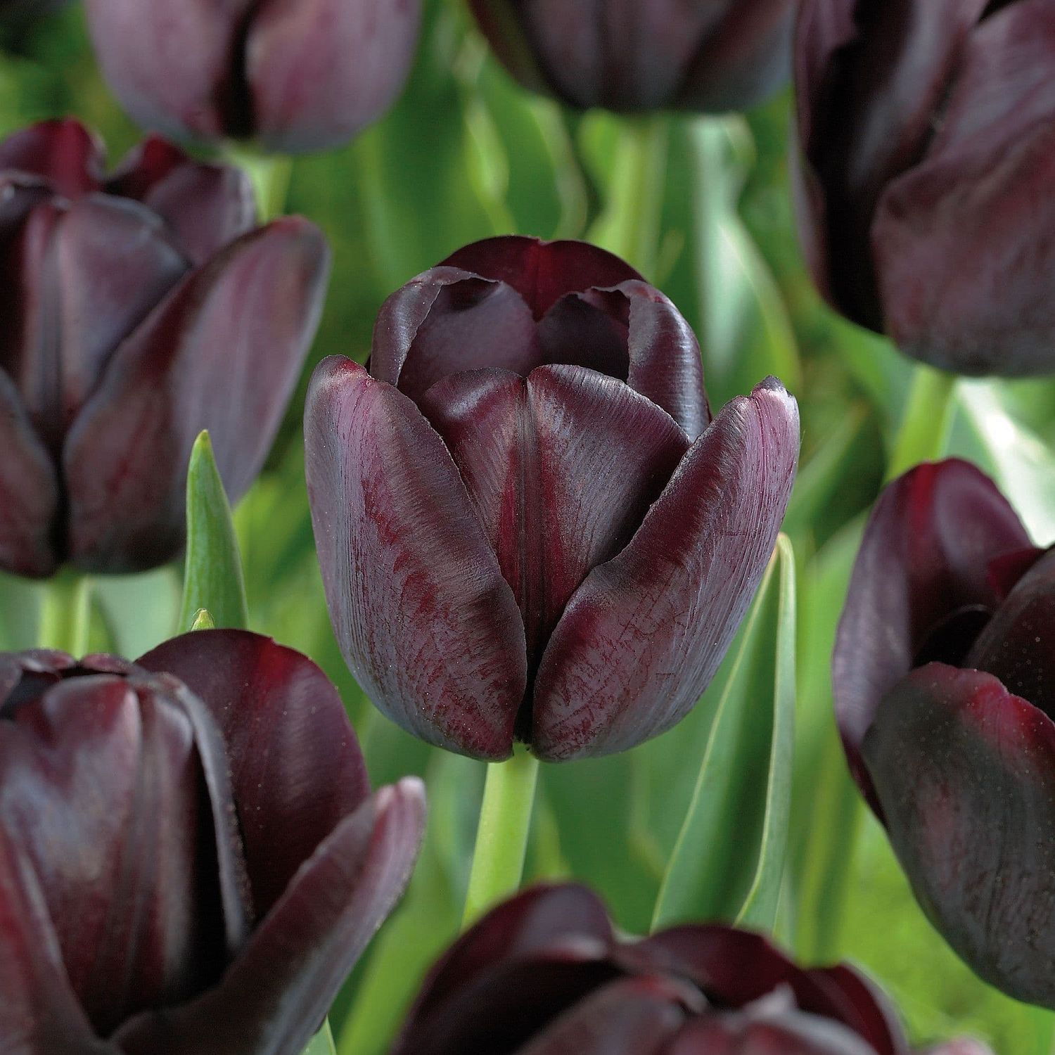 Тюльпан Кафе Нуар Тюльпан Кафе Нуар фото