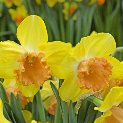 Нарцисс Колор Ран Нарцисс Колор Ран - Dolina-Sad.Ru