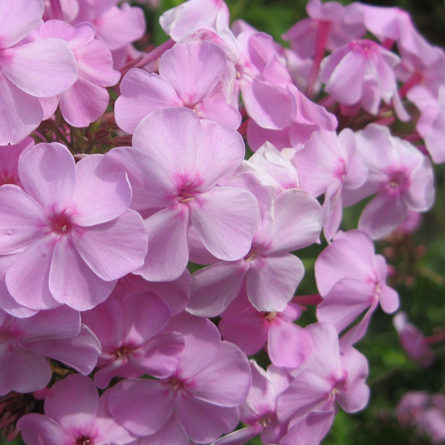 Флокс метельчатый Юник Олд Пинк Флокс метельчатый Юник Олд Пинк - Dolina-Sad.Ru